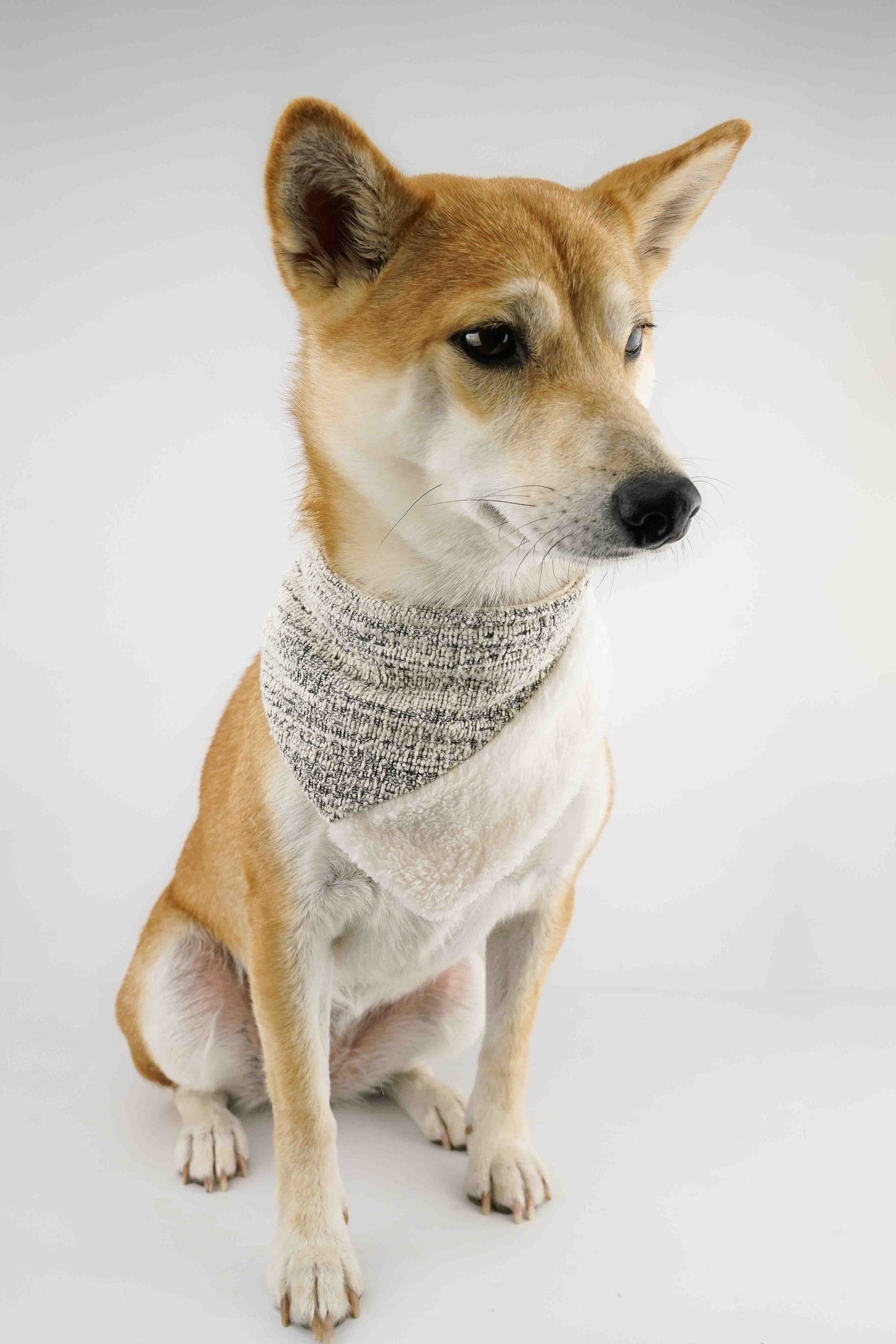 Shooting star - Bandana